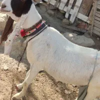 دو عدد بز اصل دار پنجاب|حیوانات مزرعه|چابهار, |دیوار