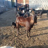 پازن|حیوانات مزرعه|کازرون, |دیوار