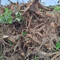 فروش ریشه درخت|خدمات باغبانی و درختکاری|رشت, پسیخان|دیوار