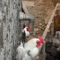 خروس های خارجی