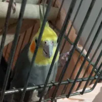 یک جفت عروسی هلندی|پرنده|تهران, افسریه شمالی|دیوار