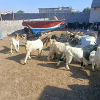 تعداد ی کهره دو رگ درجه یک به فروش می‌رسد