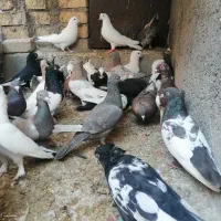 کفتر|پرنده|بیضا, |دیوار