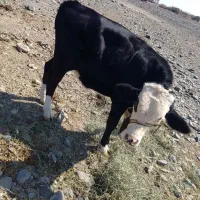 جلب سیمینال|حیوانات مزرعه|فاریاب, |دیوار