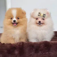 (جشنواره) پامرانین/سگ پامر خرسی