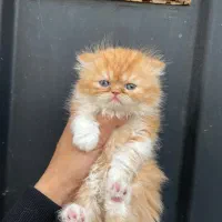 پرشین شجره دار دختر