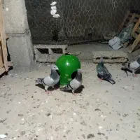 پلاکی و زاغ و طوقی