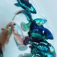 فایتر ماده عمده