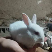 بچه خرگوش