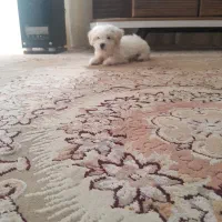 سگ شیتزو دو ماهه