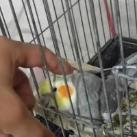 عروس سخنگو،جفت،دستی،با وسایل|پرنده|شیراز, گلستان|دیوار