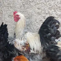 مرغ و خروس برهما جوان|حیوانات مزرعه|پاکدشت, پاکدشت (مامازند)|دیوار