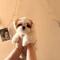 پودل شیتزو دو نژاده شناسنامه دار