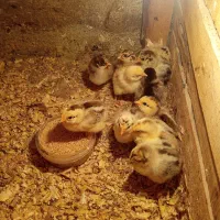 جوجه محلی گوشتی