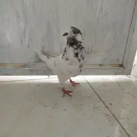 تهرانی زوردار|پرنده|سرپل ذهاب, |دیوار