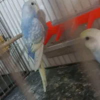 مرغ عشق ریبنو رنگ فوق العاده خاص