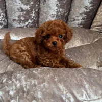 سگ توله توی پودل دارک رد 68 روز توی پودل رد|سگ|تهران, شهرک غرب|دیوار