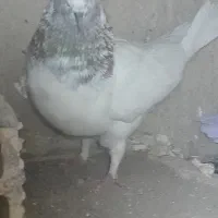کبوتر