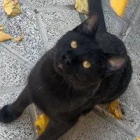 این گربه درمحدوده شهرک سهند گم شده