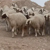 بره ماده سنجابی