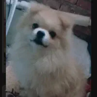 سگ1ساله پامر