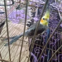 جوجه عروس هلندی|پرنده|سراوان, |دیوار