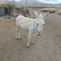 خر نعر|حیوانات مزرعه|بیلوار, |دیوار