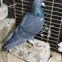 کفتر|پرنده|فسا, |دیوار