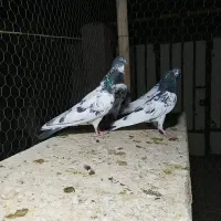 کبوتر تیدی پاکستانی|پرنده|شاهین‌شهر, شهرک سایت|دیوار