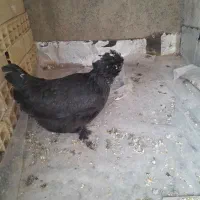 مرغ  پاپر وکاکلی  لهستانی