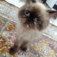 گربه اسکاتیش وهیمالین|گربه|فردیس, ثابتی|دیوار