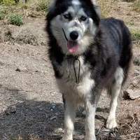 معاوضه سگ هاسکی با سگ ژرمن، دوبرمن، سرابی