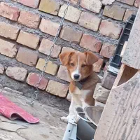 سگ پاکوتاه جوانه|سگ|تربت جام, میرقوام الدین|دیوار