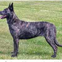 واگذاری توله مالینویز نگهبان|سگ|شیراز, نصرآباد|دیوار