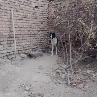 واگذاری سرابی