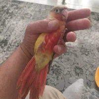طوطی گرینچیک نر