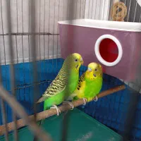 ی جفت مرغ عشق با قفس ۵۰۰