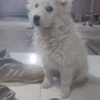 واگذاری توله سگ نر سه ماهه شیتزو تریر