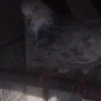 کبوترپرشی|پرنده|املش, |دیوار