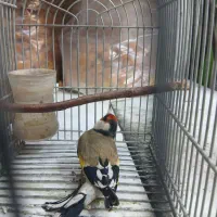 سهره نر معاوضه با موبایل