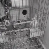 باسلام عروس هلندی مولد وسه عدد تخم