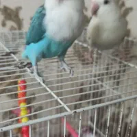 کوتوله برزیلی ماده