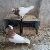 جفت طوقی طوق زرد|پرنده|شیراز, امام حسین|دیوار