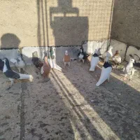 15 تا هست بهبهانی|پرنده|شیراز, سلطان آباد|دیوار