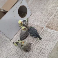 ساعت حراج کاملاً دستی|پرنده|فردوس (خراسان), |دیوار