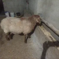 بره قوچی هترو