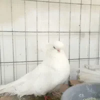 کبوتر نوک قنار