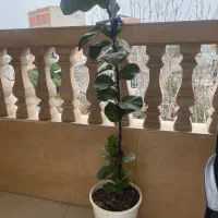 گل های آپارتمانی