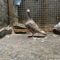 سار شکلاتی نر عتیغه عتیغه برار نیس نگرد|پرنده|خواف, |دیوار