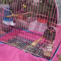 فروش ۲عددمرغ مینا با لوازم|پرنده|کلاله, |دیوار